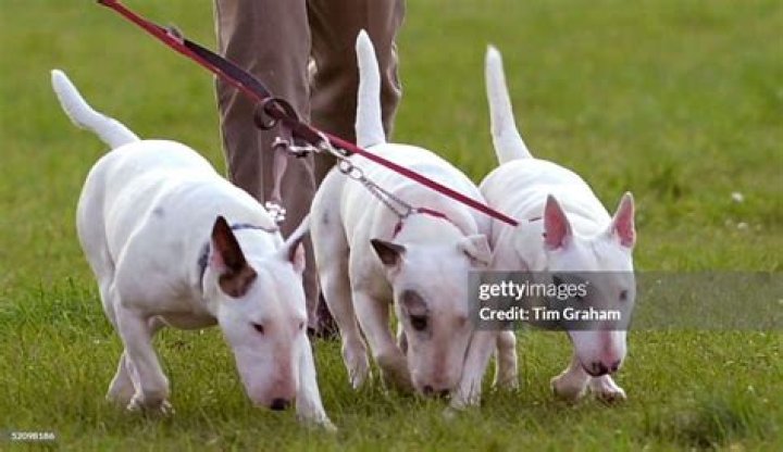 Princess Anne’s bull terrier attacked another dog at a Boxing Day shoot